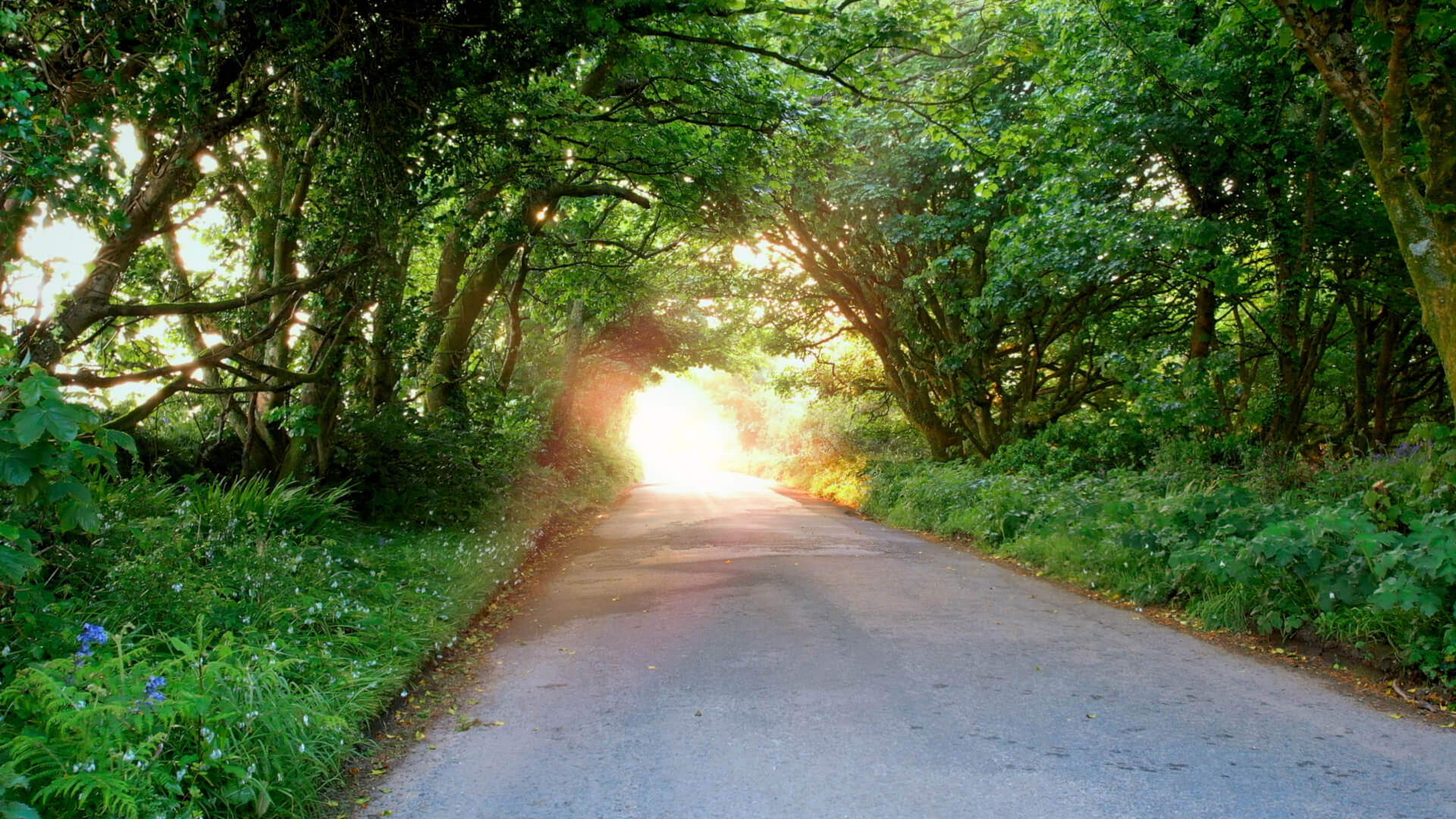 A quiet country road bordered by lush green trees curves ahead, forming a leafy tunnel. Sunlight filters through the branches, inviting you to explore and discover new things to do along this scenic path. Sancreed House Retreat