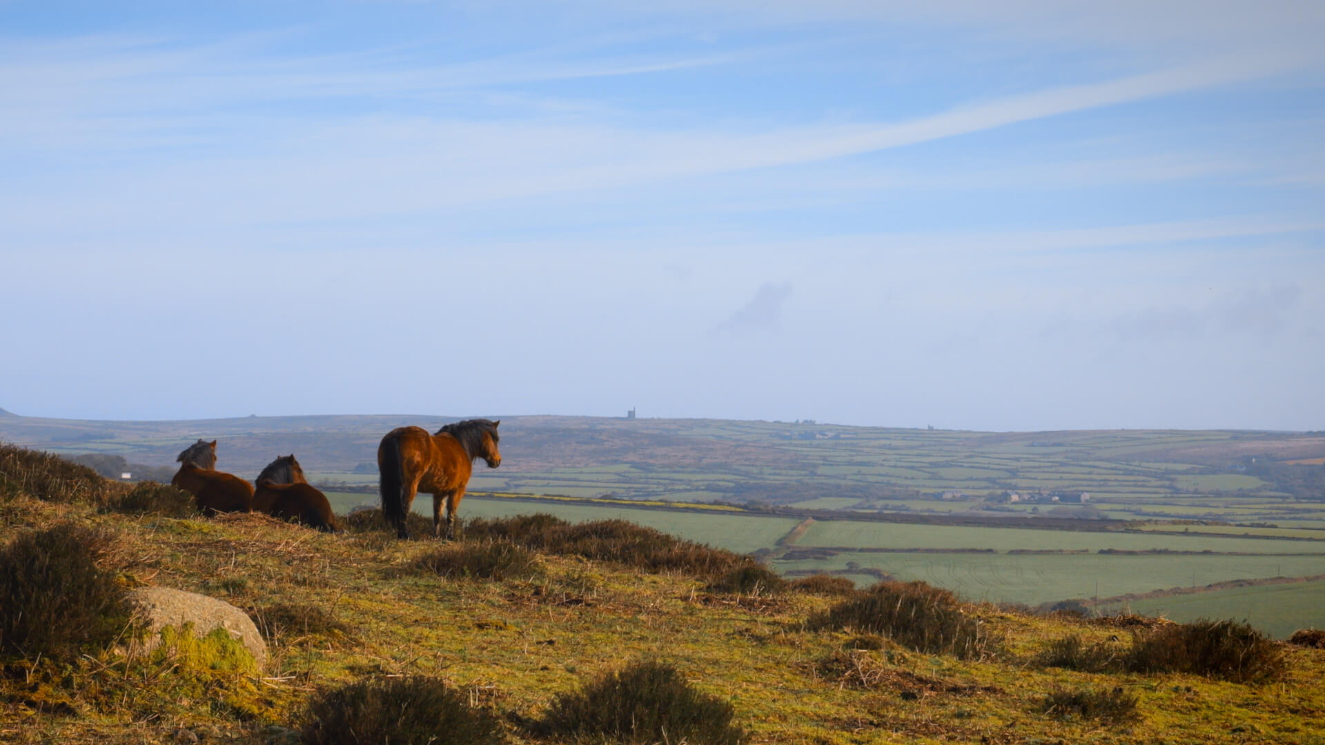 Three brown ponies rest on grassy moorland, with two lying down and one standing, overlooking a scenic view of patchwork fields—perfect for those seeking new things to do beneath a blue sky with wispy clouds. Sancreed House Retreat