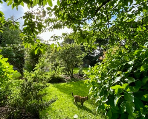 A tabby cat walks on a grassy lawn surrounded by lush green trees and bushes, with sunlight filtering through the leaves in stunning private gardens. Sancreed House Retreat